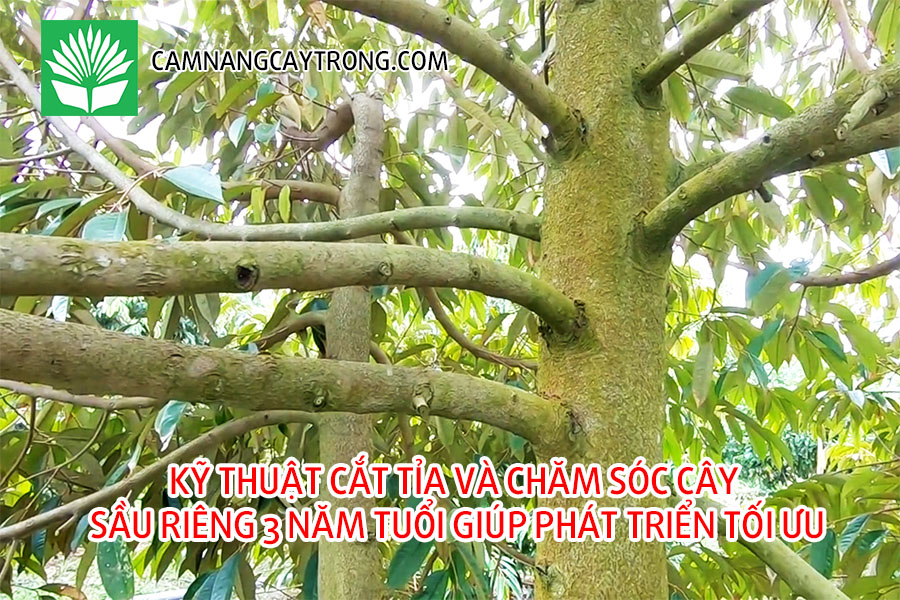 Kỹ thuật cắt tỉa và chăm sóc cây sầu riêng 3 năm tuổi giúp phát triển tối ưu